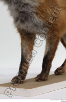  Red fox leg 0013.jpg